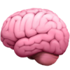 brain